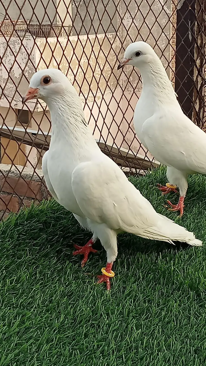 pegions pairs breeders — photo 6