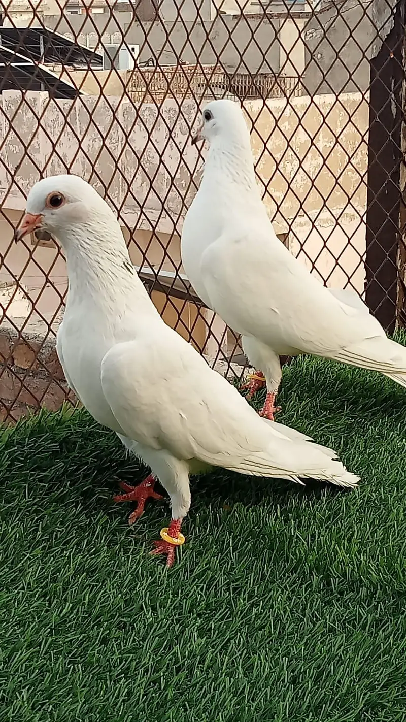 pegions pairs breeders — photo 7