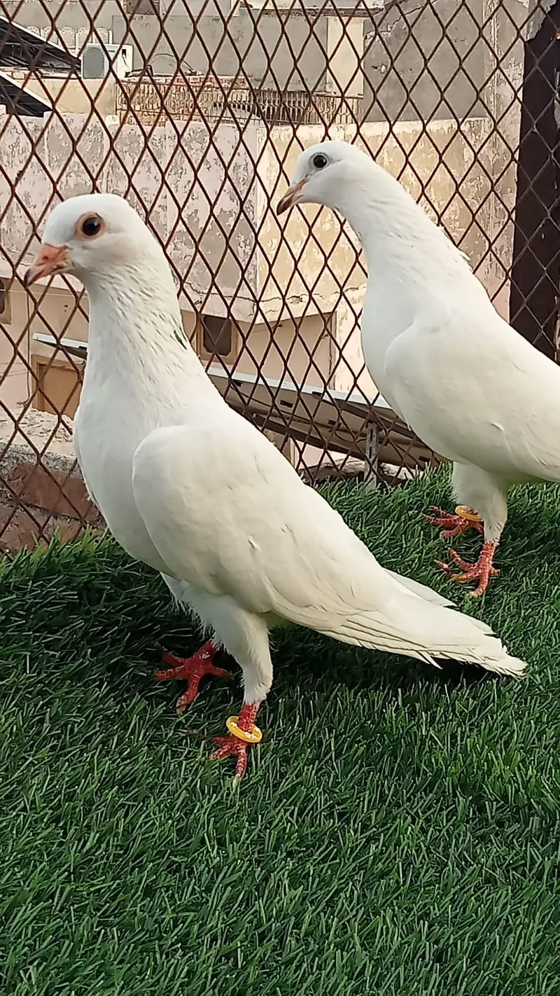 pegions pairs breeders — photo 8