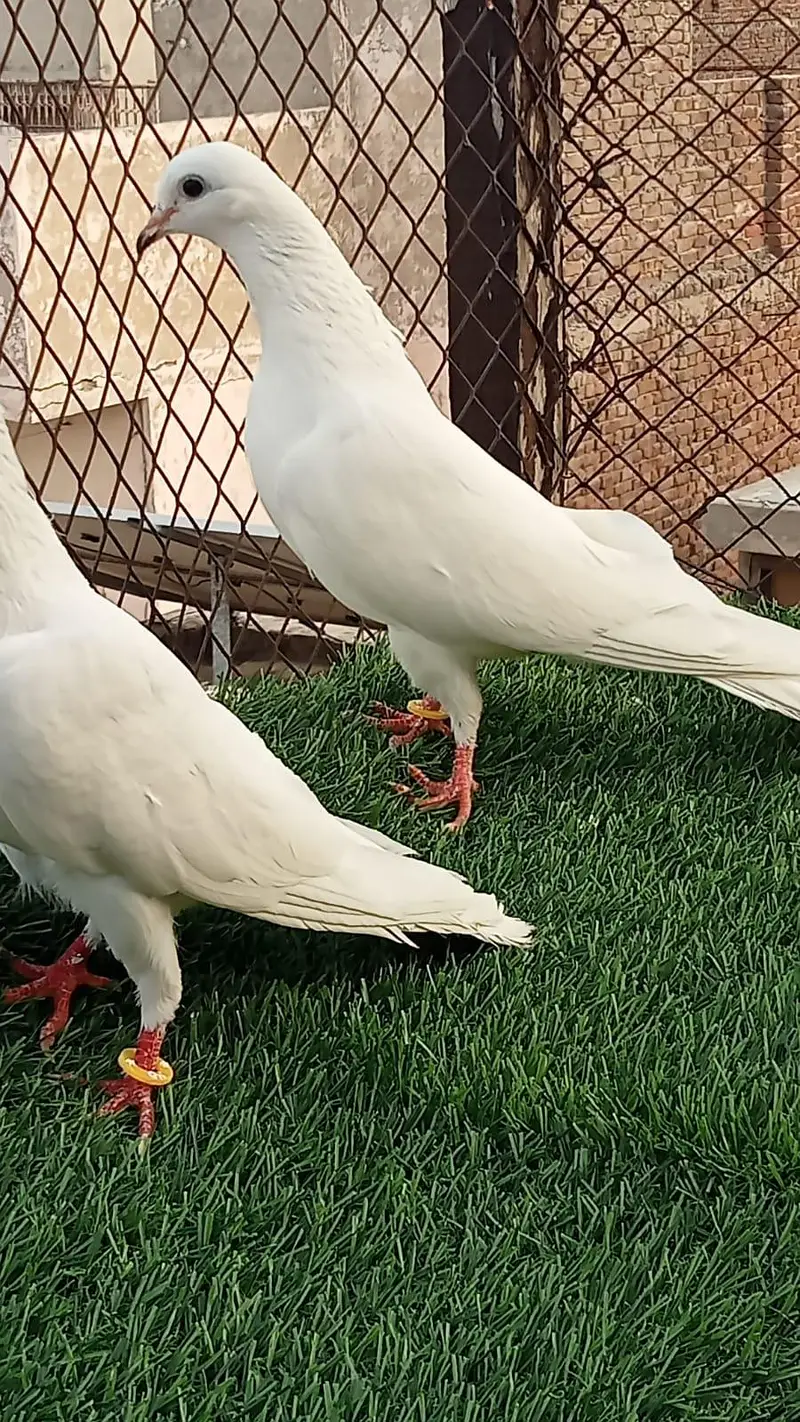 pegions pairs breeders — photo 9