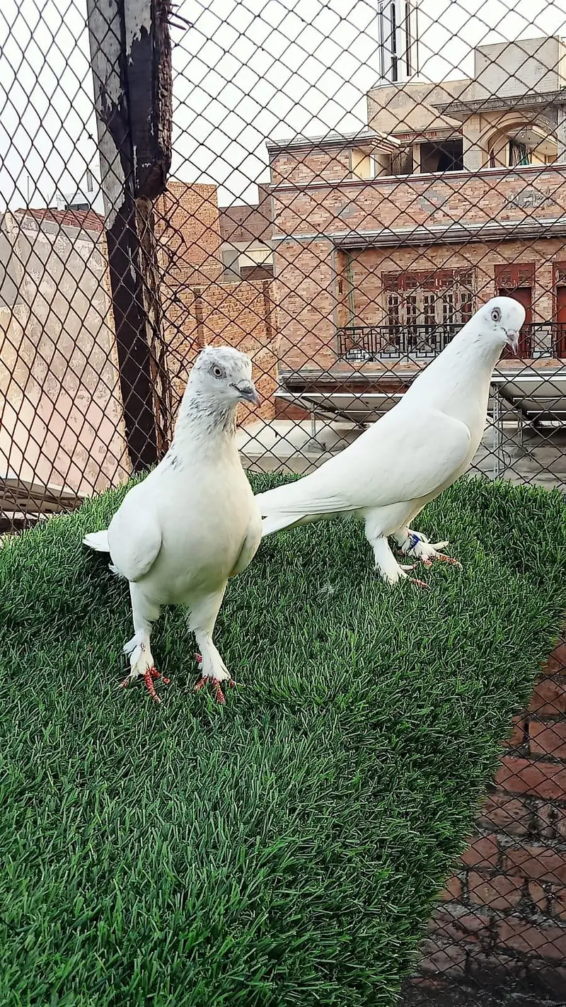 pegions pairs breeders — photo 10