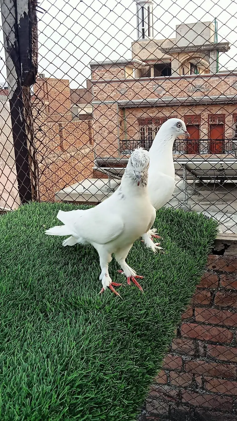 pegions pairs breeders — photo 11
