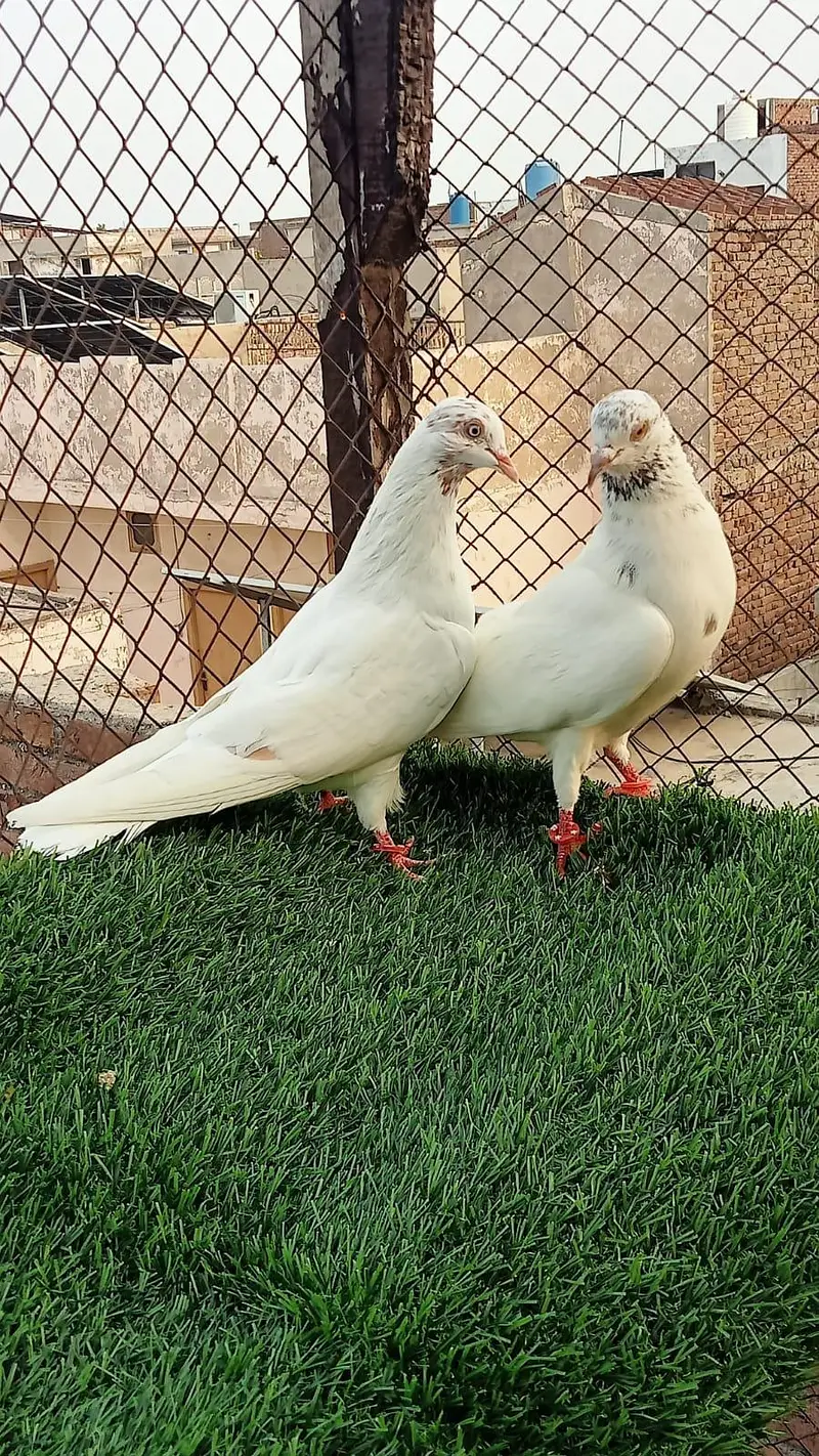pegions pairs breeders — photo 12