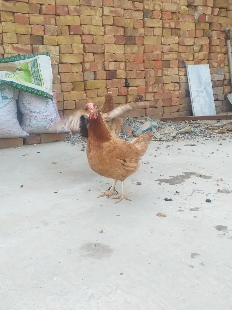 Pure Desi Murgia egg lying — photo 5