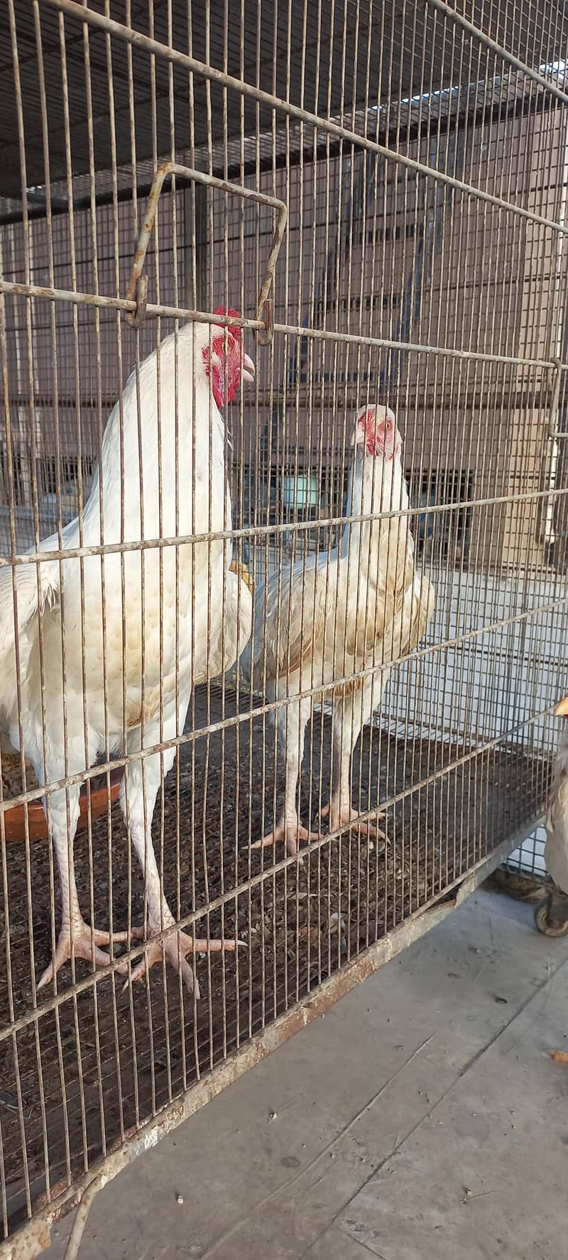 Heera Pair 1