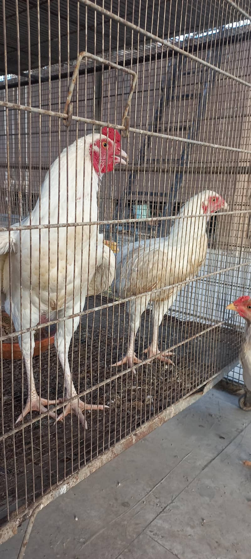 Heera Pair 2