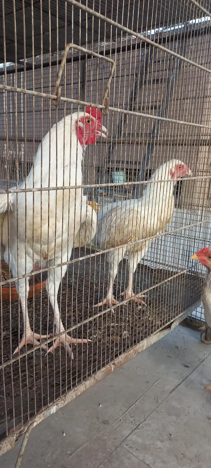 Heera Pair — photo 3