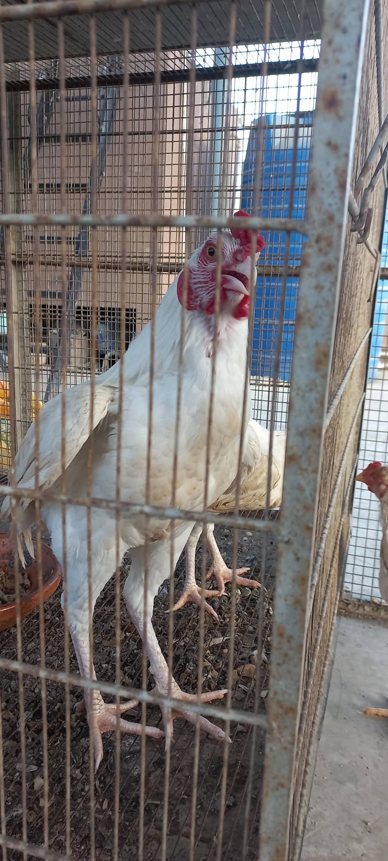 Heera Pair 3