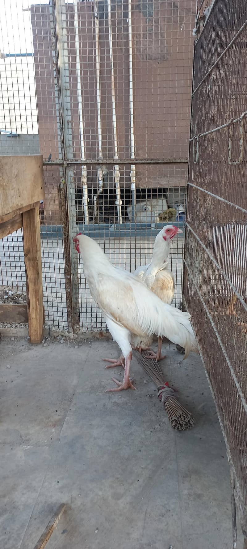 Heera Pair 4