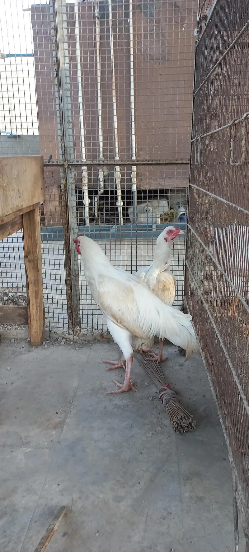 Heera Pair — photo 5