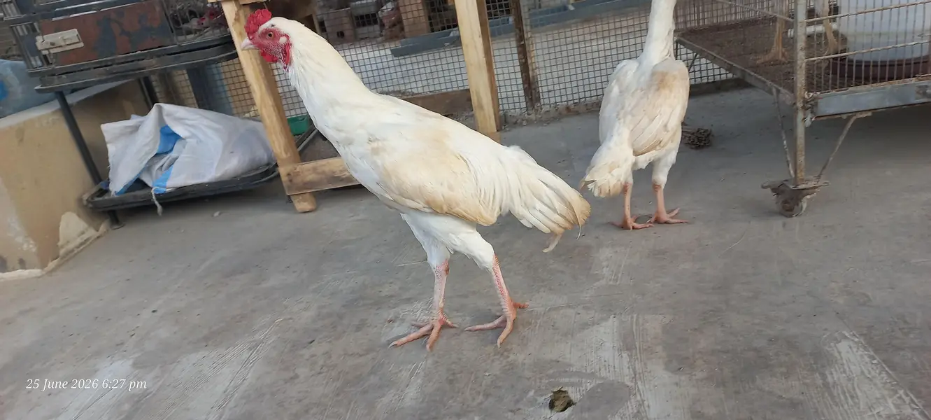 Heera Pair — photo 6