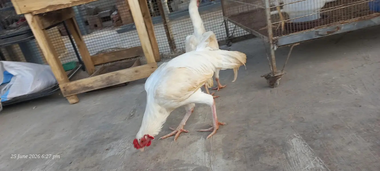 Heera Pair — photo 7