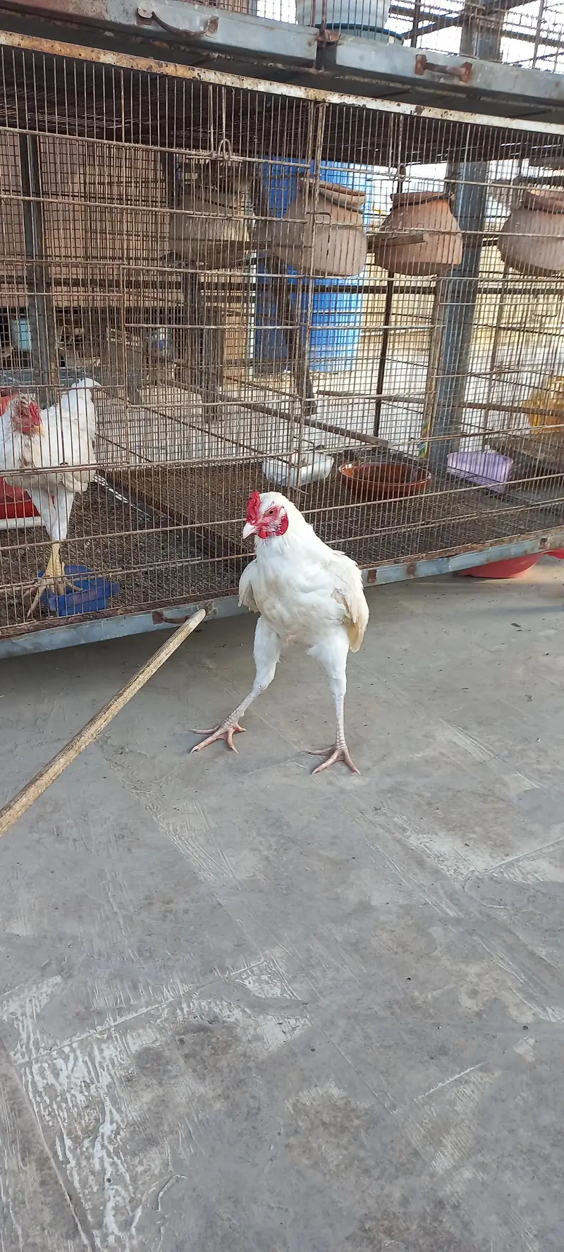 Heera Pair — photo 8