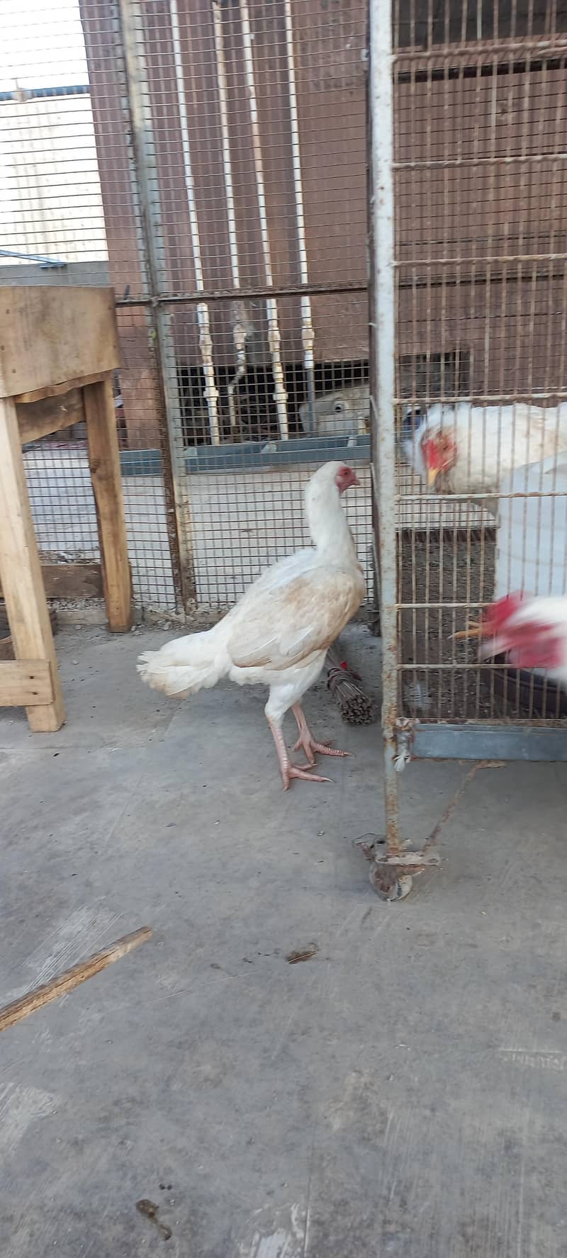 Heera Pair 8