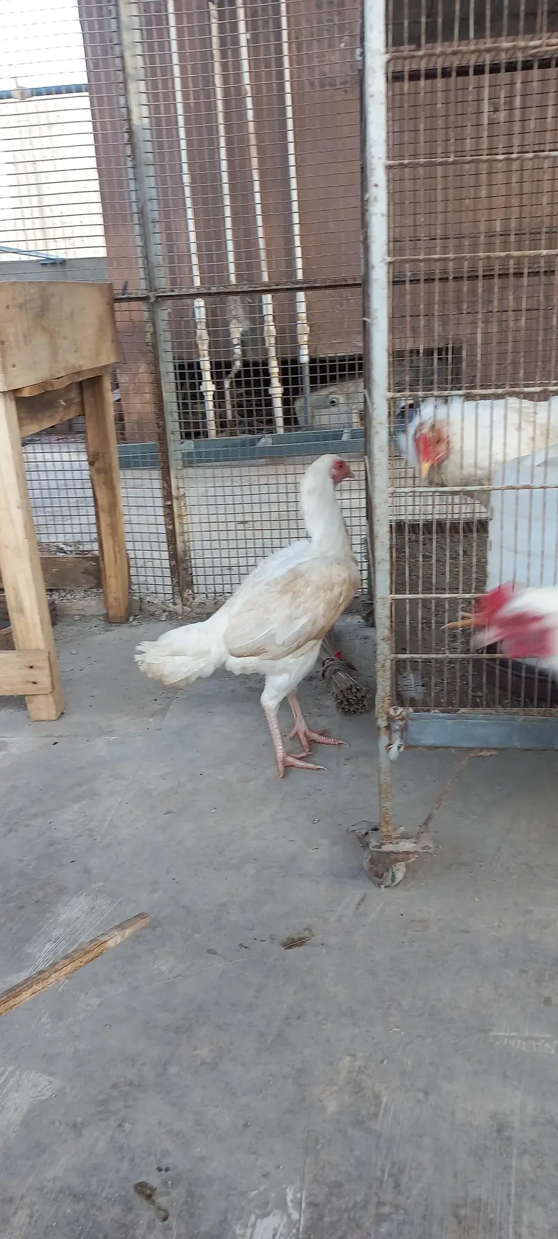 Heera Pair — photo 9