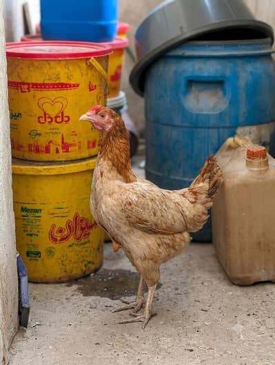 Ghar Ki Pali Hui Desi Aseel Murghi For Sale (1 Year Old - Egg Laying)