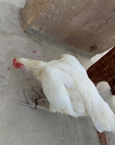heera aseel for sell