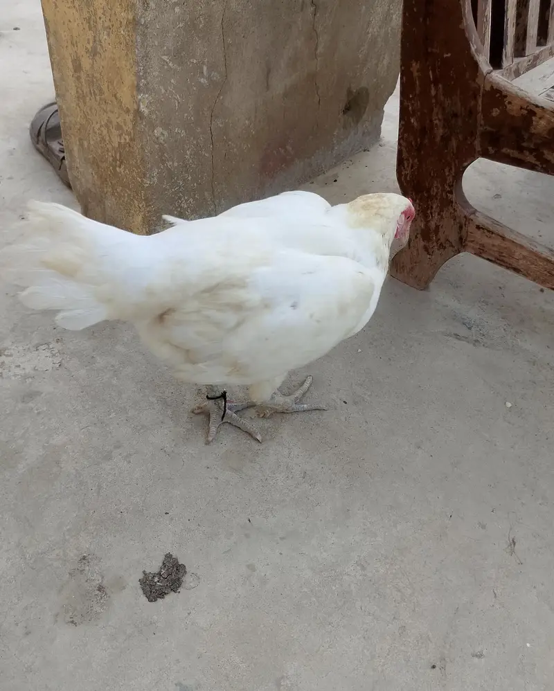 heera aseel for sell — photo 2