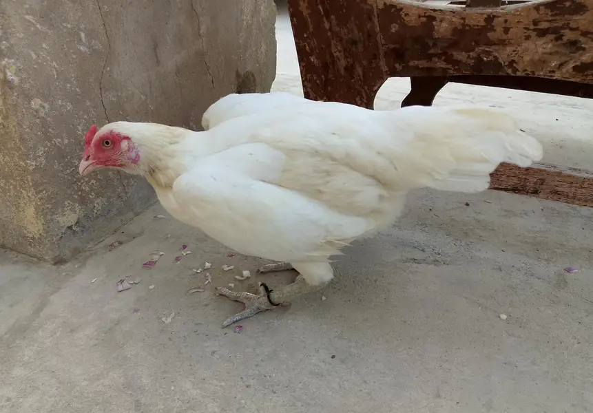 heera aseel for sell — photo 3