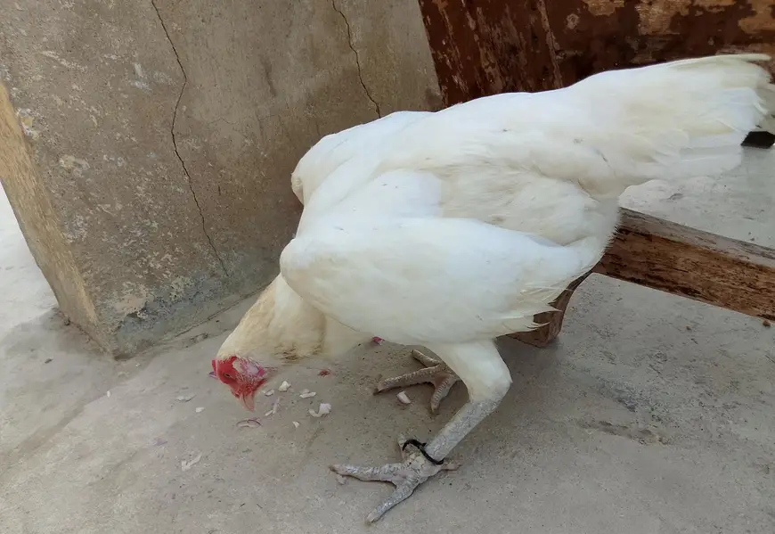 heera aseel for sell — photo 4