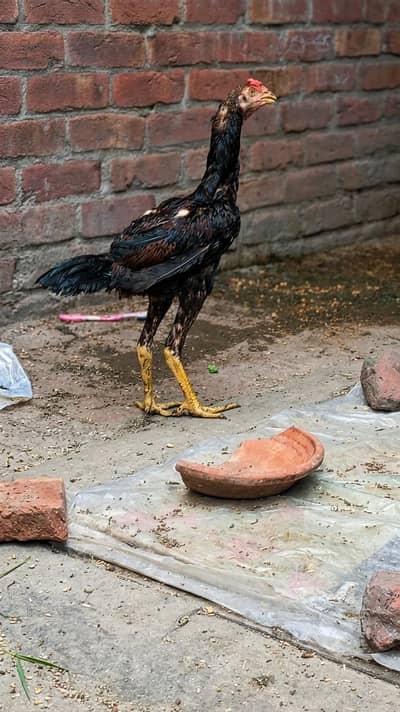 Aseel | Mianwali aseel | Pakistani Aseel | aseel for sale