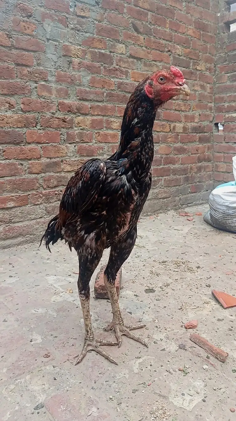 Aseel | Mianwali aseel | Pakistani Aseel | aseel for sale — photo 2