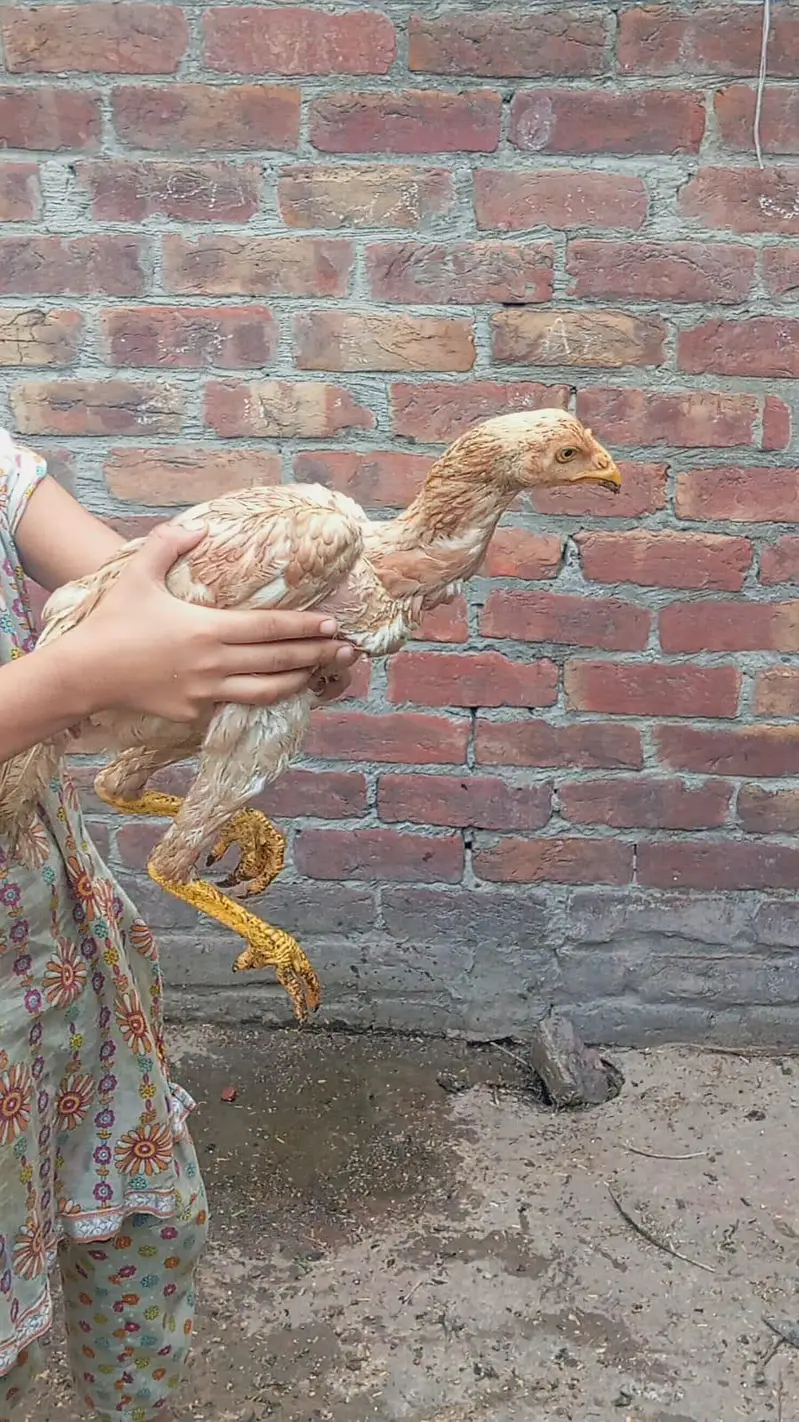 Aseel | Mianwali aseel | Pakistani Aseel | aseel for sale — photo 4