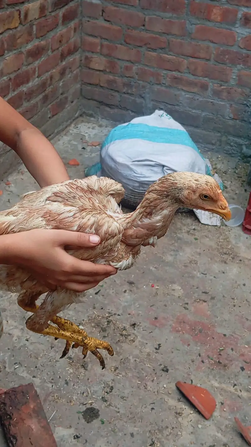 Aseel | Mianwali aseel | Pakistani Aseel | aseel for sale — photo 6