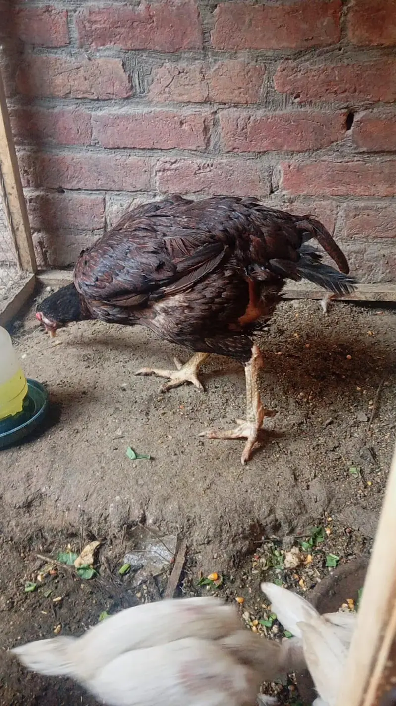 Aseel | Mianwali aseel | Pakistani Aseel | aseel for sale — photo 9