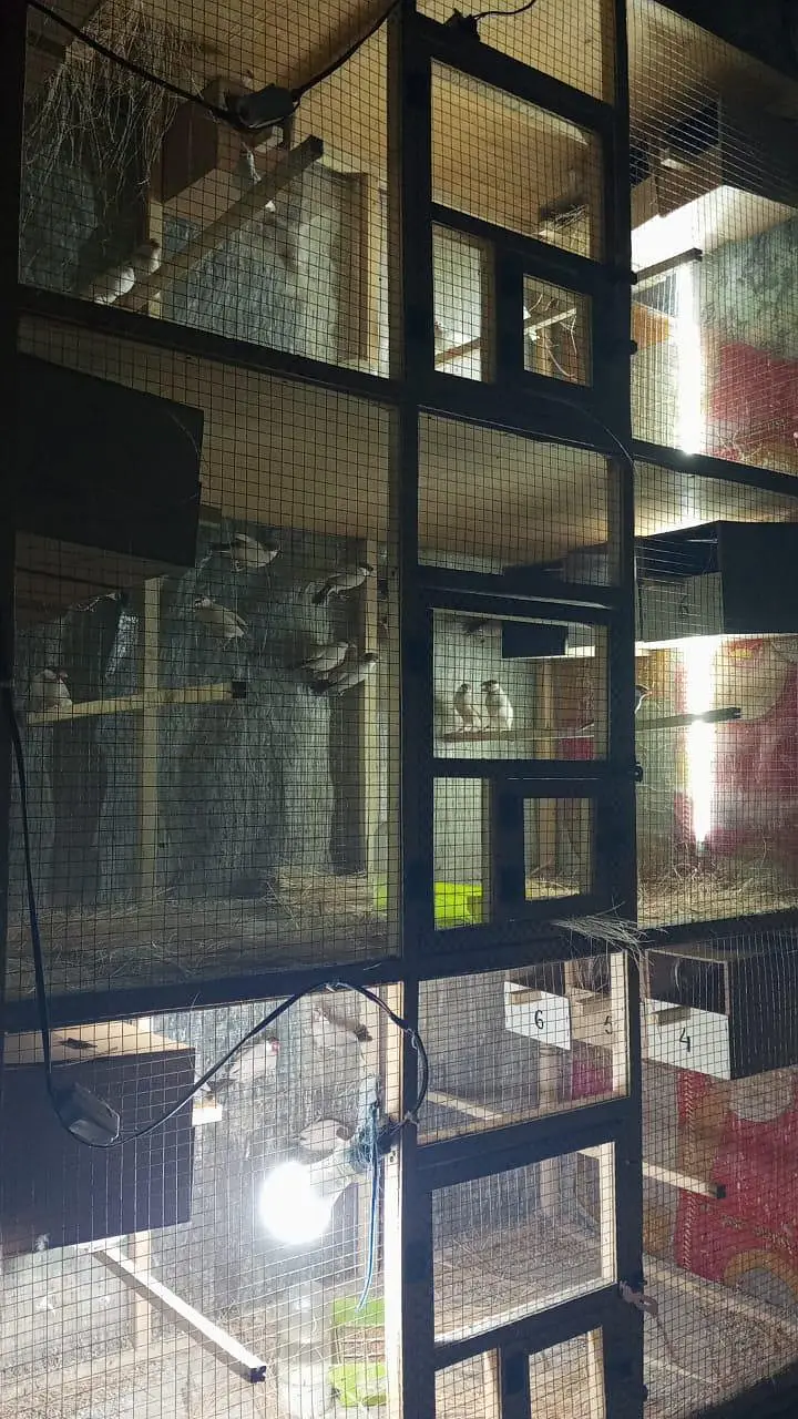 wood colony and iron cages — photo 2