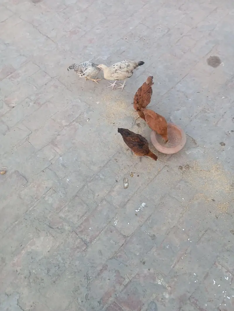 desi misri — photo 2
