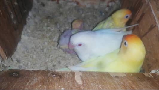 Lovebird & Australian Breeder pairs for sale Read full ad 03129196869