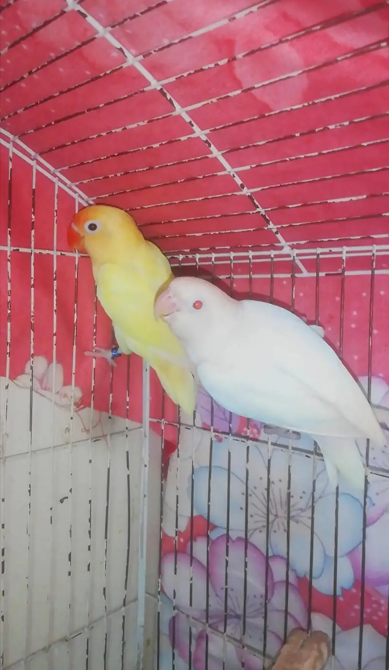 Lovebird,Australian parrots & cages for sale Read full ad 03129196869 — photo 2
