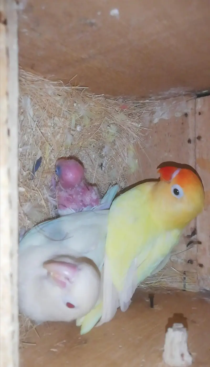 Lovebird,Australian parrots & cages for sale Read full ad 03129196869 — photo 3