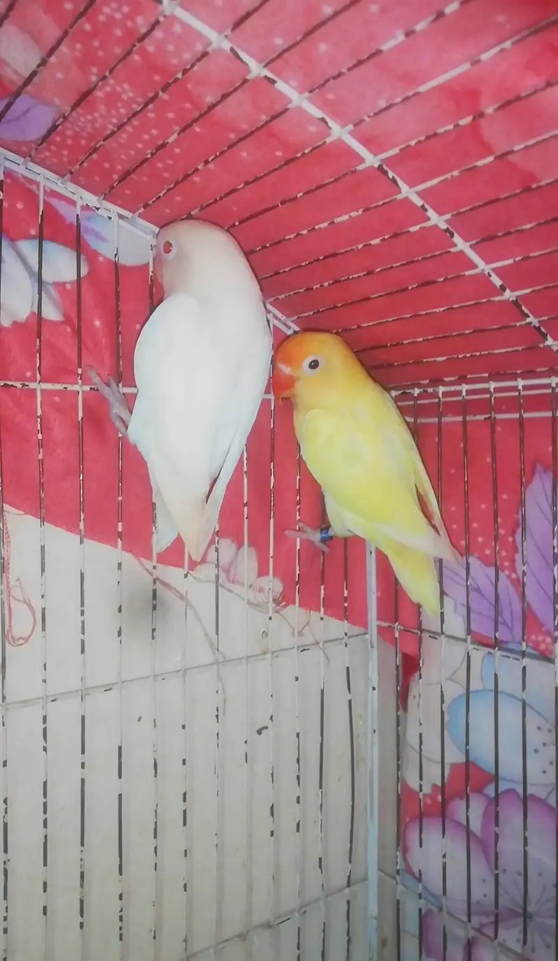 Lovebird,Australian parrots & cages for sale Read full ad 03129196869 — photo 4
