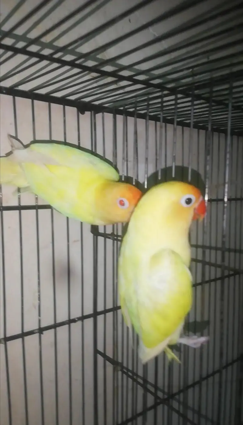 Lovebird,Australian parrots & cages for sale Read full ad 03129196869 — photo 5