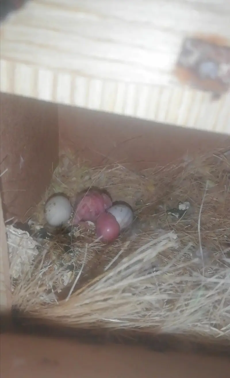 Lovebird,Australian parrots & cages for sale Read full ad 03129196869 — photo 6