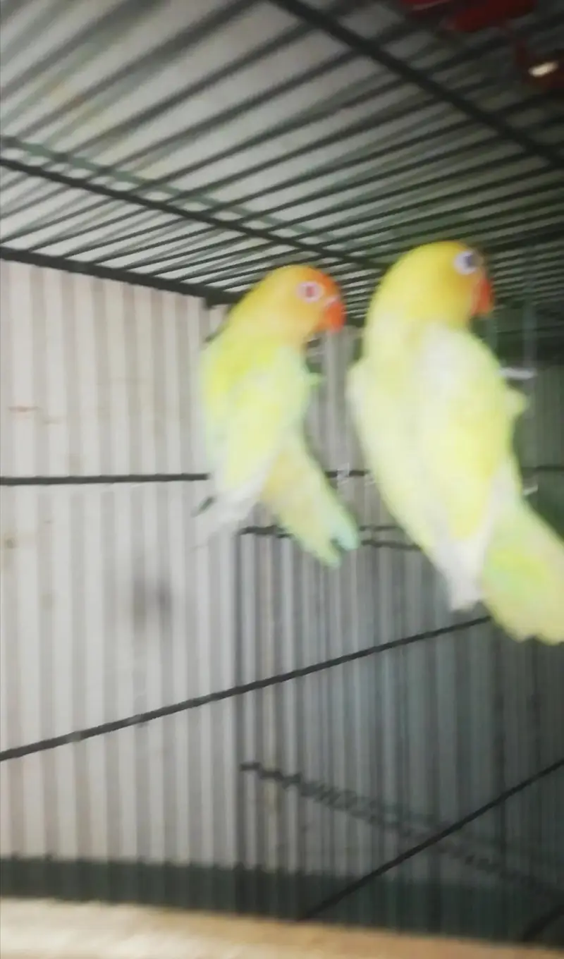 Lovebird,Australian parrots & cages for sale Read full ad 03129196869 — photo 7