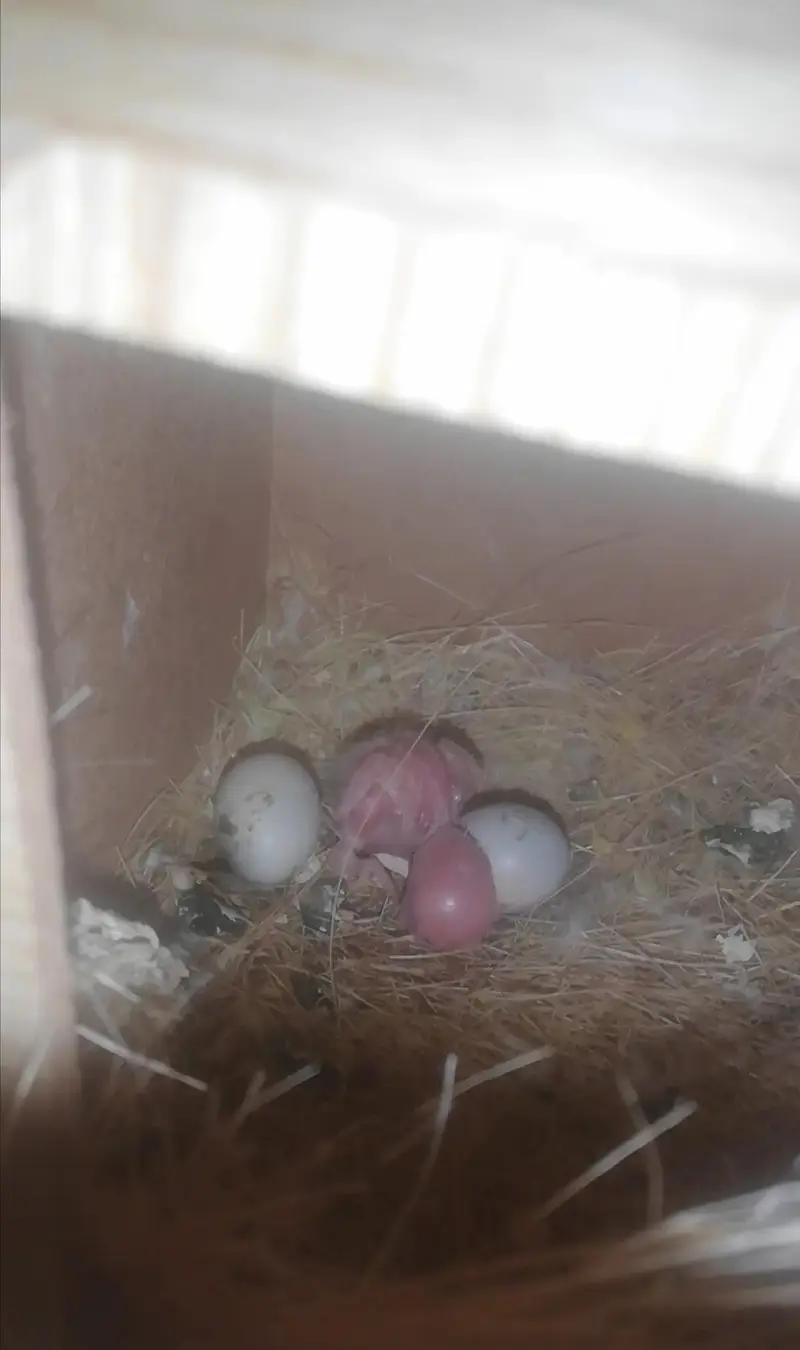 Lovebird,Australian parrots & cages for sale Read full ad 03129196869 — photo 8