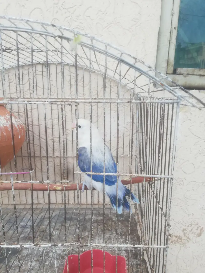 Lovebird,Australian parrots & cages for sale Read full ad 03129196869 — photo 9