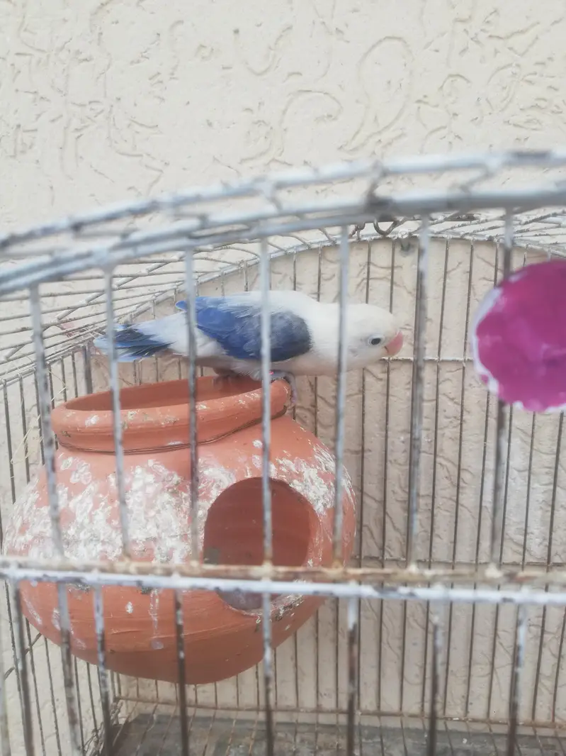 Lovebird,Australian parrots & cages for sale Read full ad 03129196869 — photo 10