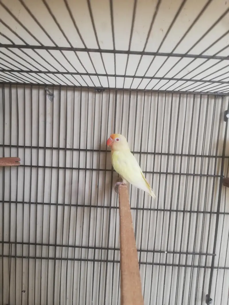 Lovebird,Australian parrots & cages for sale Read full ad 03129196869 — photo 11