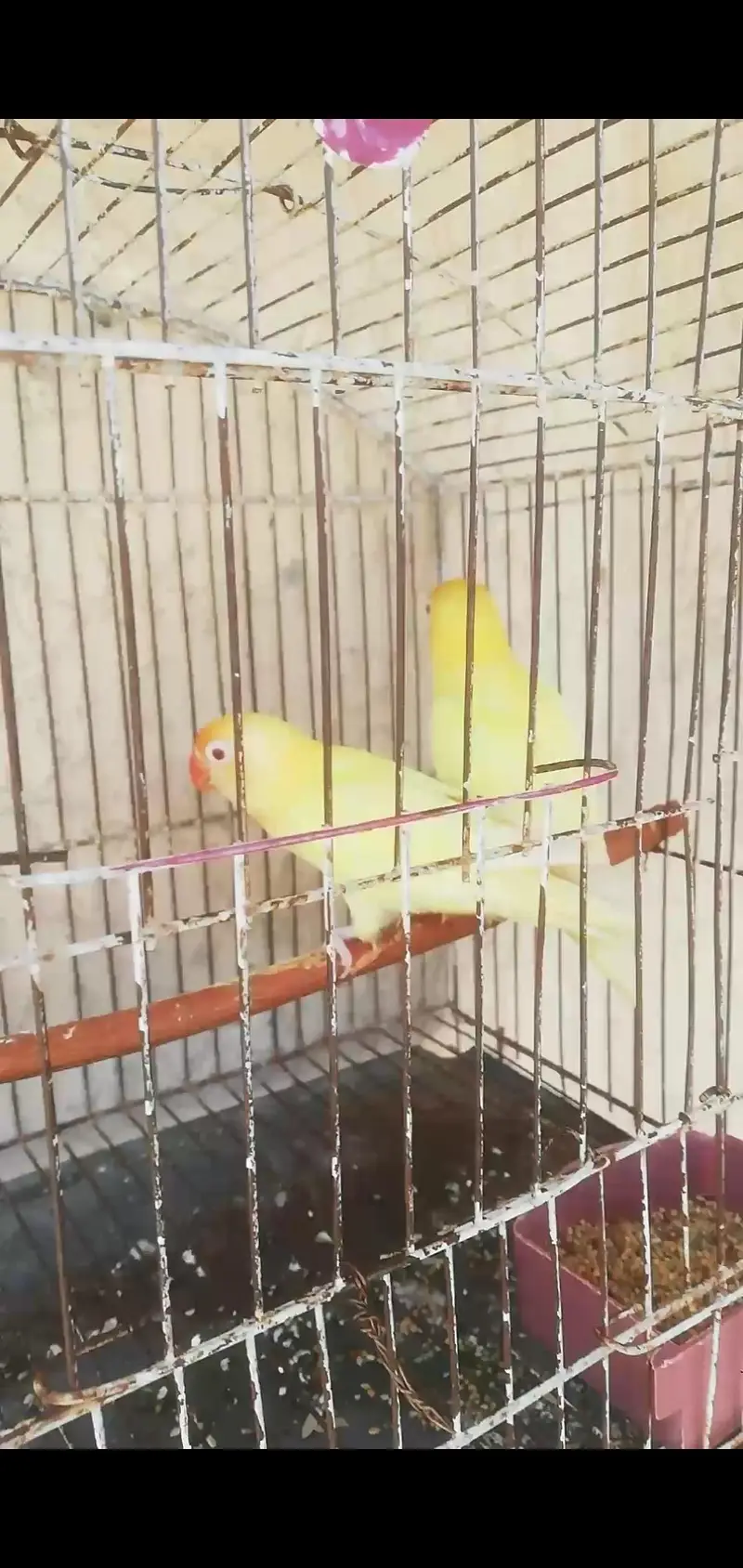 Lovebird,Australian parrots & cages for sale Read full ad 03129196869 — photo 12