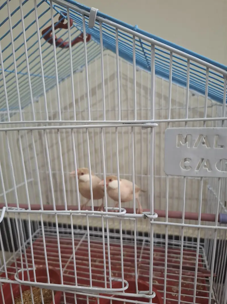 Java Birds Pair + Australian Parrot Pair + 2 Cages for Sale — photo 2