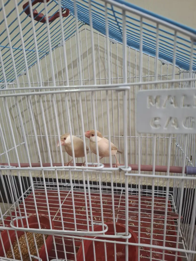 Java Birds Pair + Australian Parrot Pair + 2 Cages for Sale — photo 3