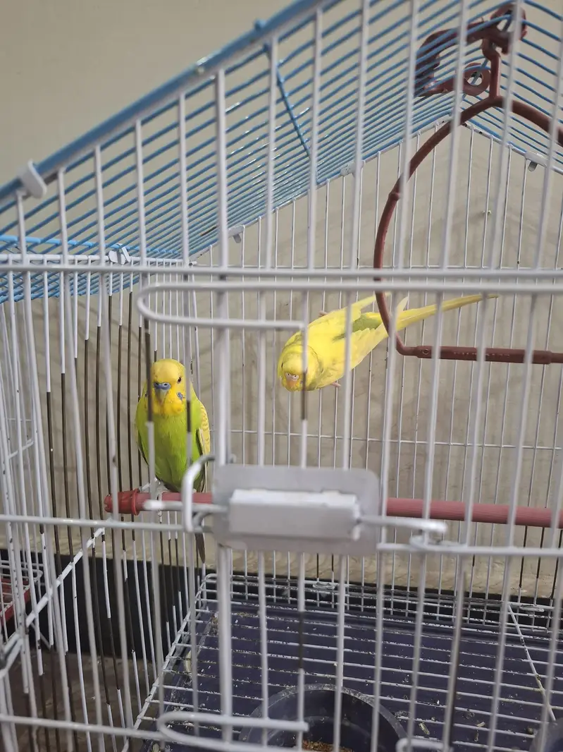 Java Birds Pair + Australian Parrot Pair + 2 Cages for Sale — photo 4