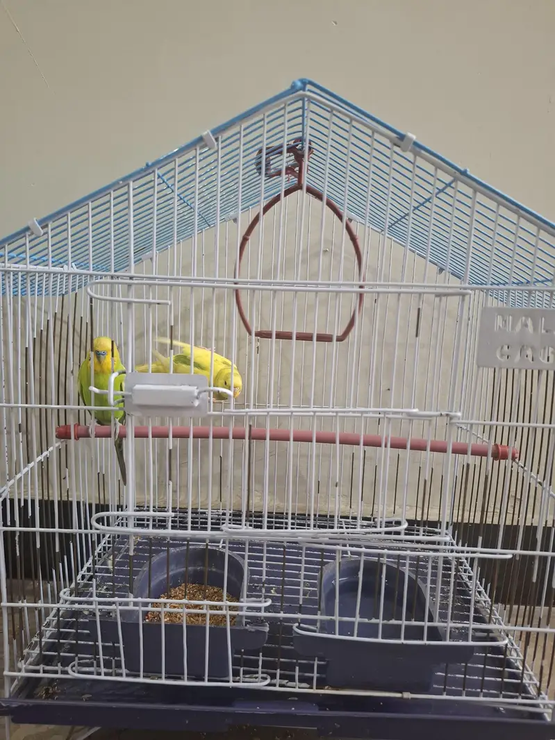 Java Birds Pair + Australian Parrot Pair + 2 Cages for Sale — photo 5