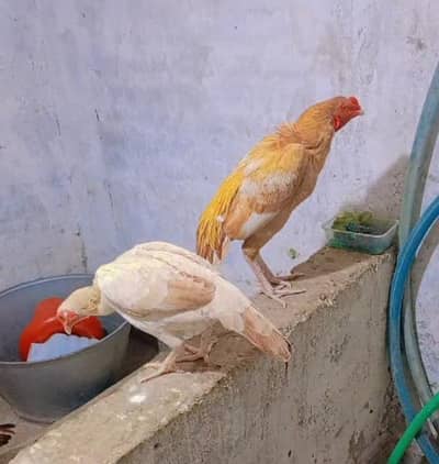 aseel chicks