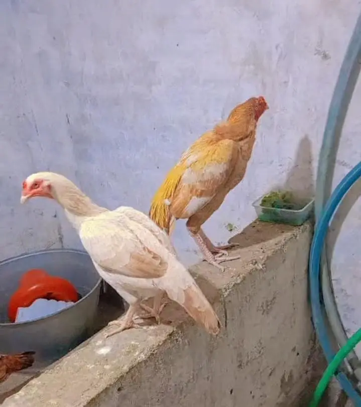 aseel chicks — photo 2
