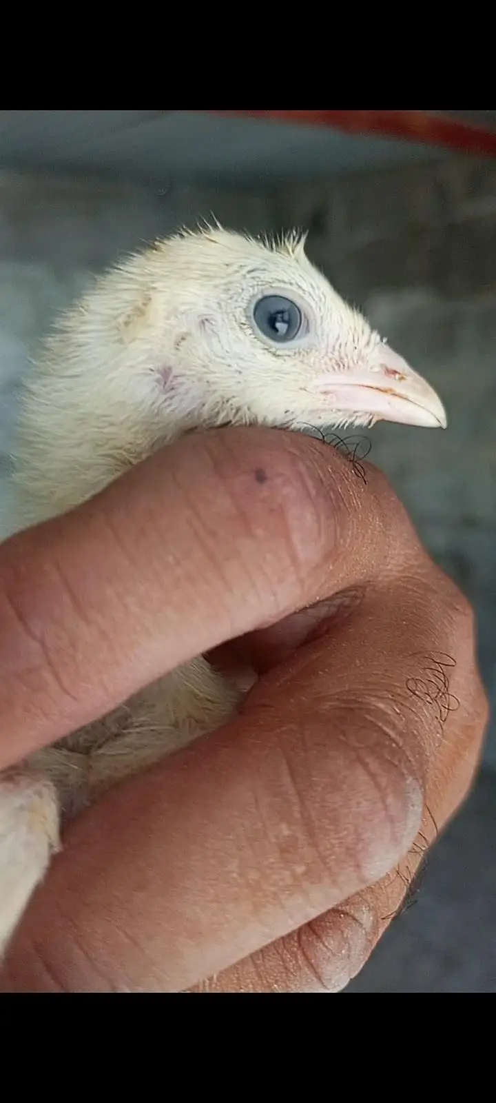 aseel chicks — photo 3